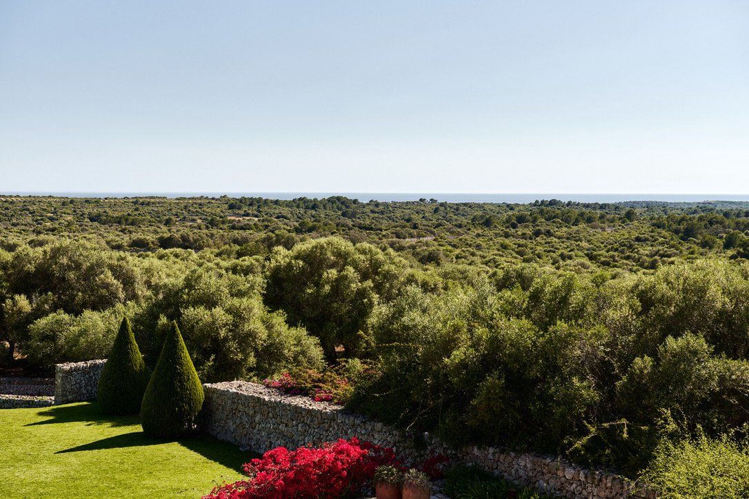 Olive groves stretching to the sea
