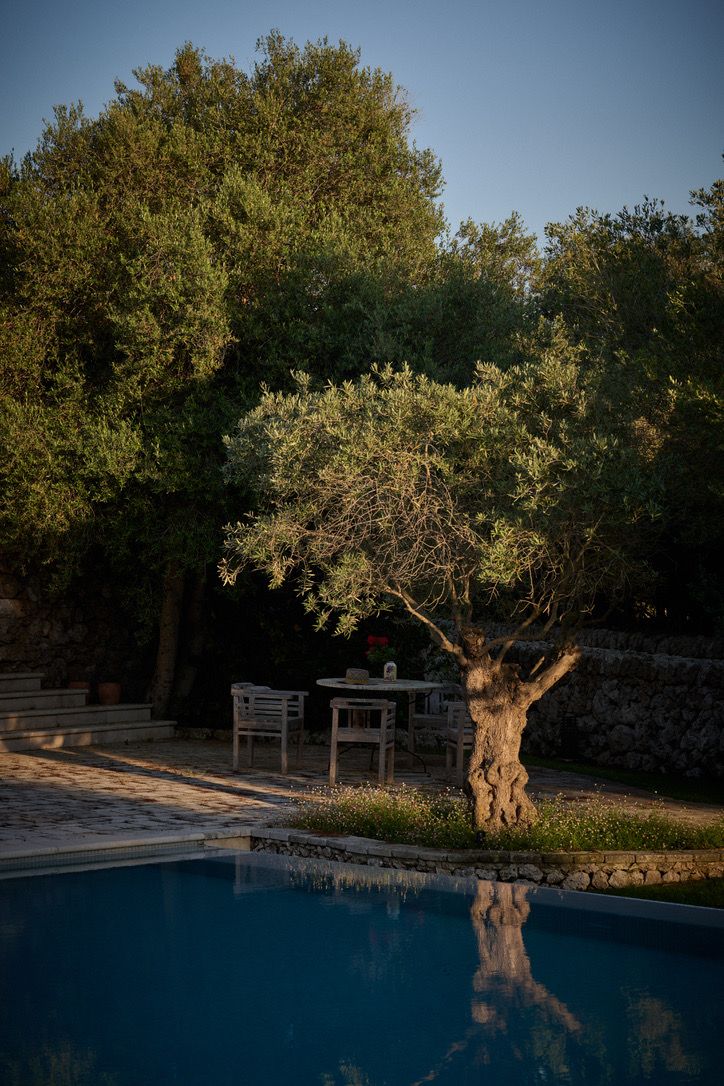 An olive tree reflected in the pool at dusk