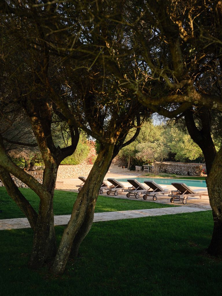 Sun loungers by the pool, seen through the olive trees