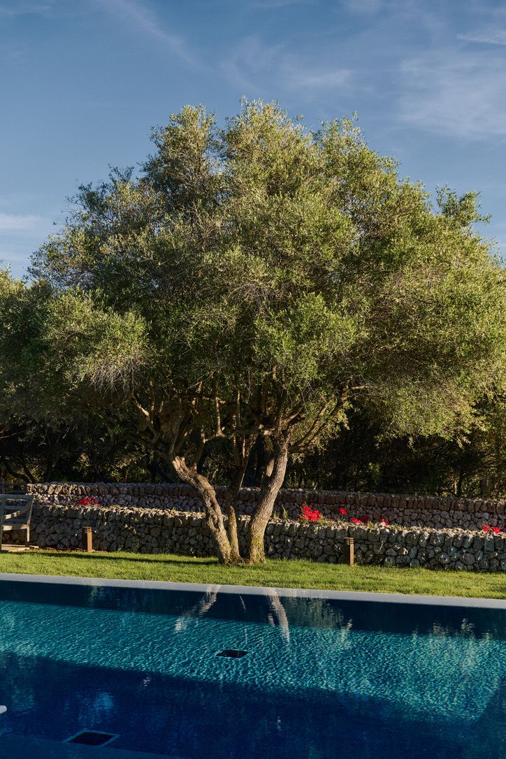 An olive tree above the pool in full daylight
