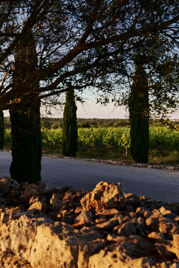 The cypress drive at dusk, the vineyard across the lane